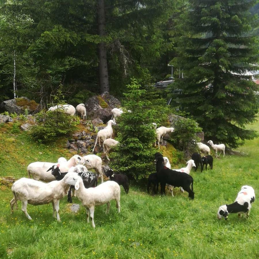 Hotel Haus Pechtl St. Leonhard im Pitztal Zewnętrze zdjęcie